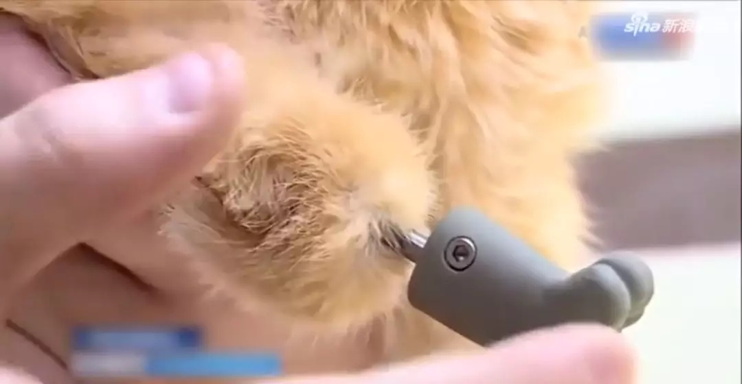 The world’s first case of four bionic cat paws, amazing my 3D printing(图1)